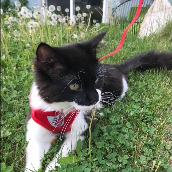 Cat Harness W. Leash (Fits 4-8 LB Cat) - Picture 3 of 5